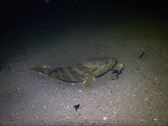 Epinephelus