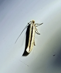 Kiwaia monophragma