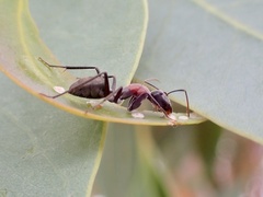 Myrmophyma