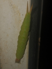 Opsiphanes invirae