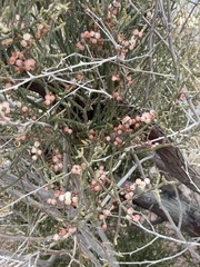 Phoradendron californicum