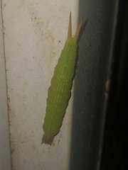 Opsiphanes invirae