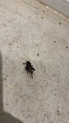 Teleogryllus commodus