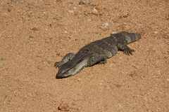 Varanus albigularis albigularis