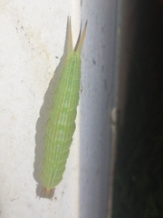 Opsiphanes invirae