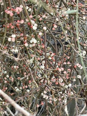Phoradendron californicum