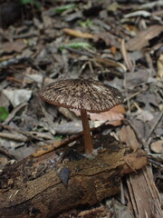 Pluteus perroseus
