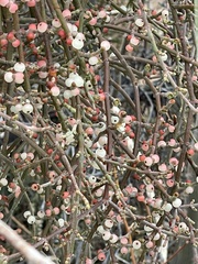 Phoradendron californicum