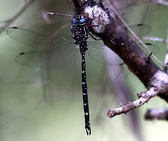 Austroaeschna multipunctata