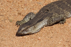 Varanus albigularis albigularis