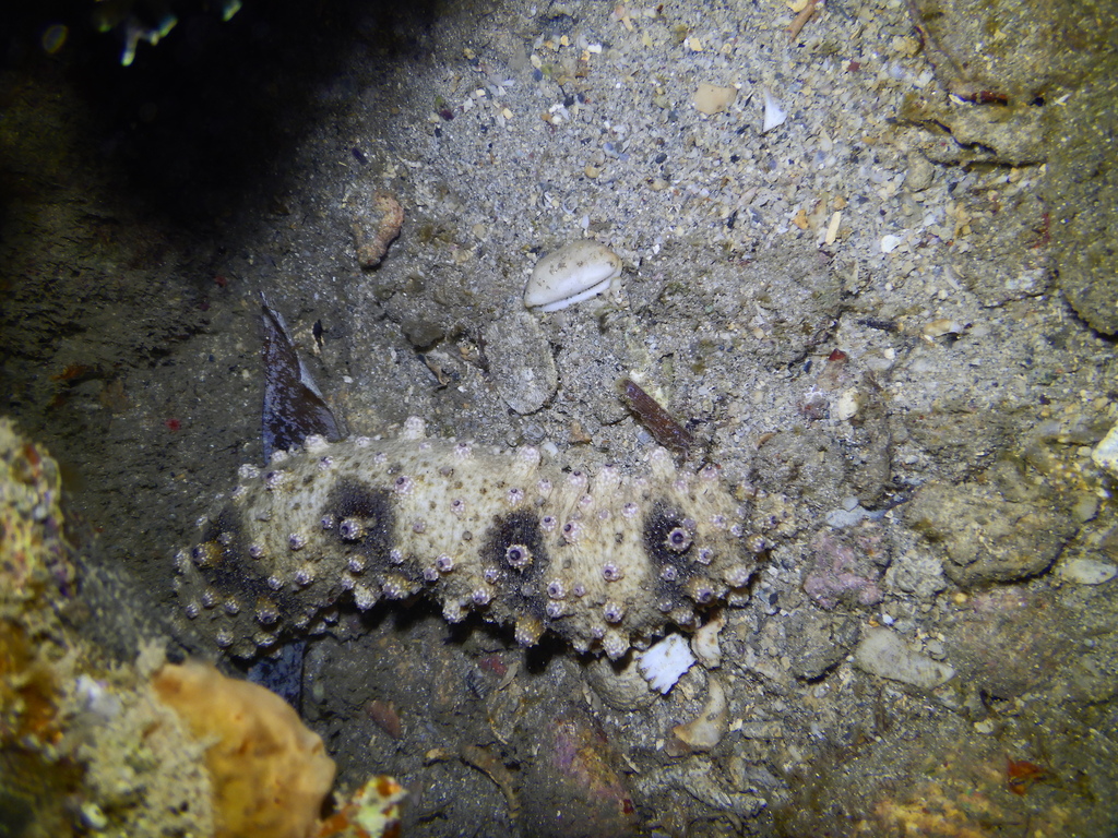 Holothuria pervicax