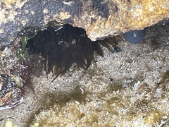 Actiniidae