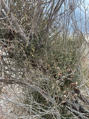Phoradendron californicum