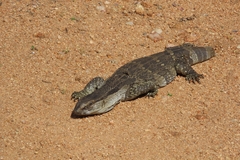 Varanus albigularis albigularis