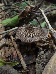 Pluteus perroseus