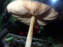 Pluteus perroseus
