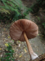 Pluteus perroseus