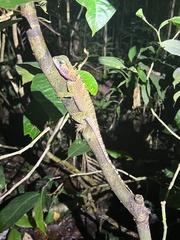 Enyalioides laticeps