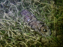 Dolabella auricularia