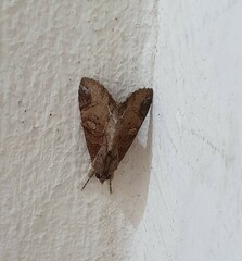 Ercheia cyllaria
