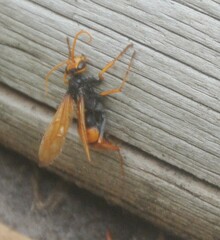 Cryptocheilus australis