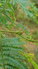 Peltoschema oceanicum