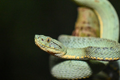 Bothrops bilineatus