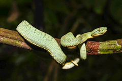 Bothrops bilineatus