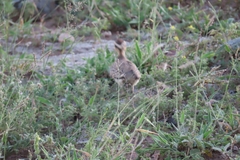 Cursorius temminckii