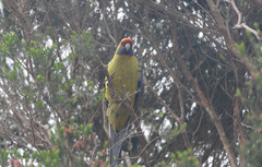 Platycercus caledonicus