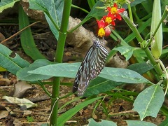Ideopsis vulgaris