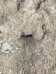 Cyphomyrmex rimosus