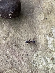 Cyphomyrmex rimosus
