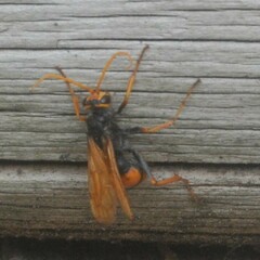 Cryptocheilus australis