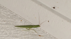 Orthodera ministralis