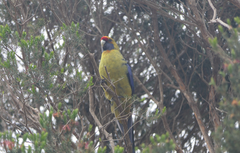 Platycercus caledonicus