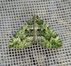 Austrocidaria callichlora