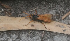 Cryptocheilus australis