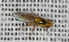 Chlorops