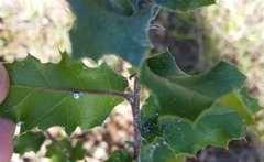 Quercus × ganderi