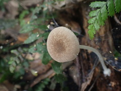 Pluteus minor