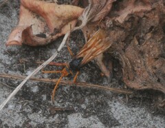 Cryptocheilus australis