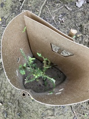 Dacrycarpus dacrydioides