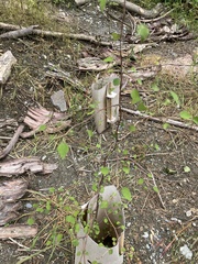 Plagianthus regius