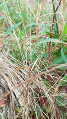 Acrida conica