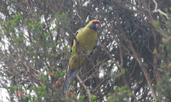 Platycercus caledonicus