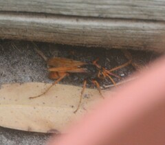 Cryptocheilus australis