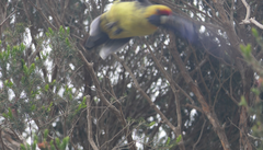 Platycercus caledonicus