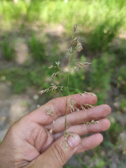 Poa angustifolia