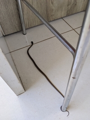 Mastigodryas melanolomus